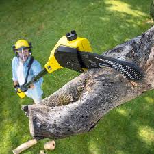 Best Stump Grinding and Removal  in Woodland, CA